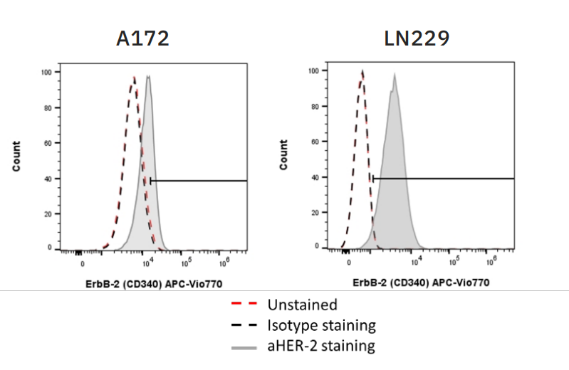 Figure 1: HER2 expression was determined on both A172 and LN229 cells via anti-HER2 staining (gray) and flow cytometry.