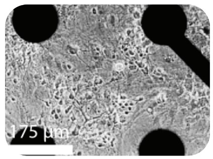 Lumos Figure 8
