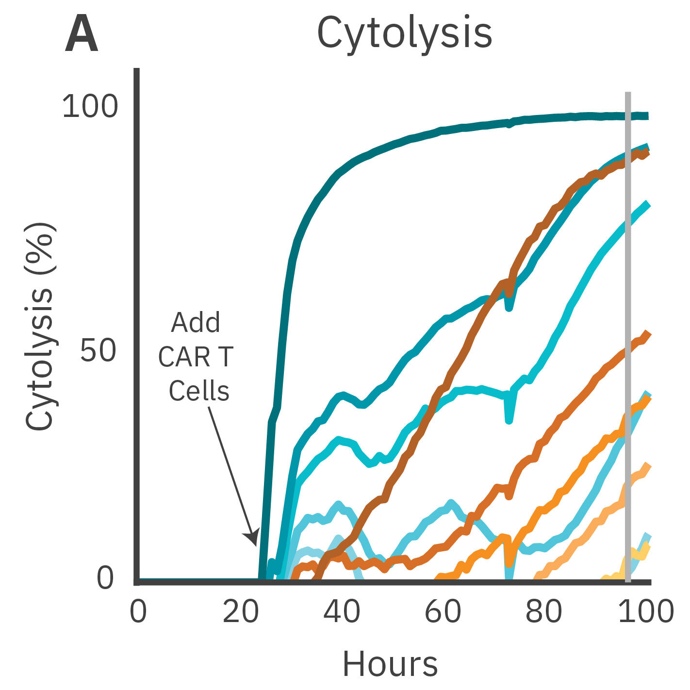 %Cytolysis of cancer spheroids with CAR T dosing