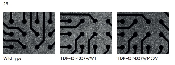 Figure 2B