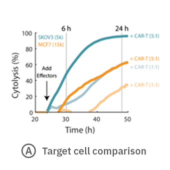 Cytolysis of CAR-T cells at different ratios