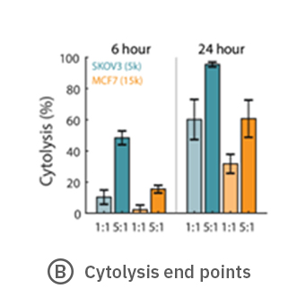 Cytolysis of CAR-T cells at 6 and 24 hours