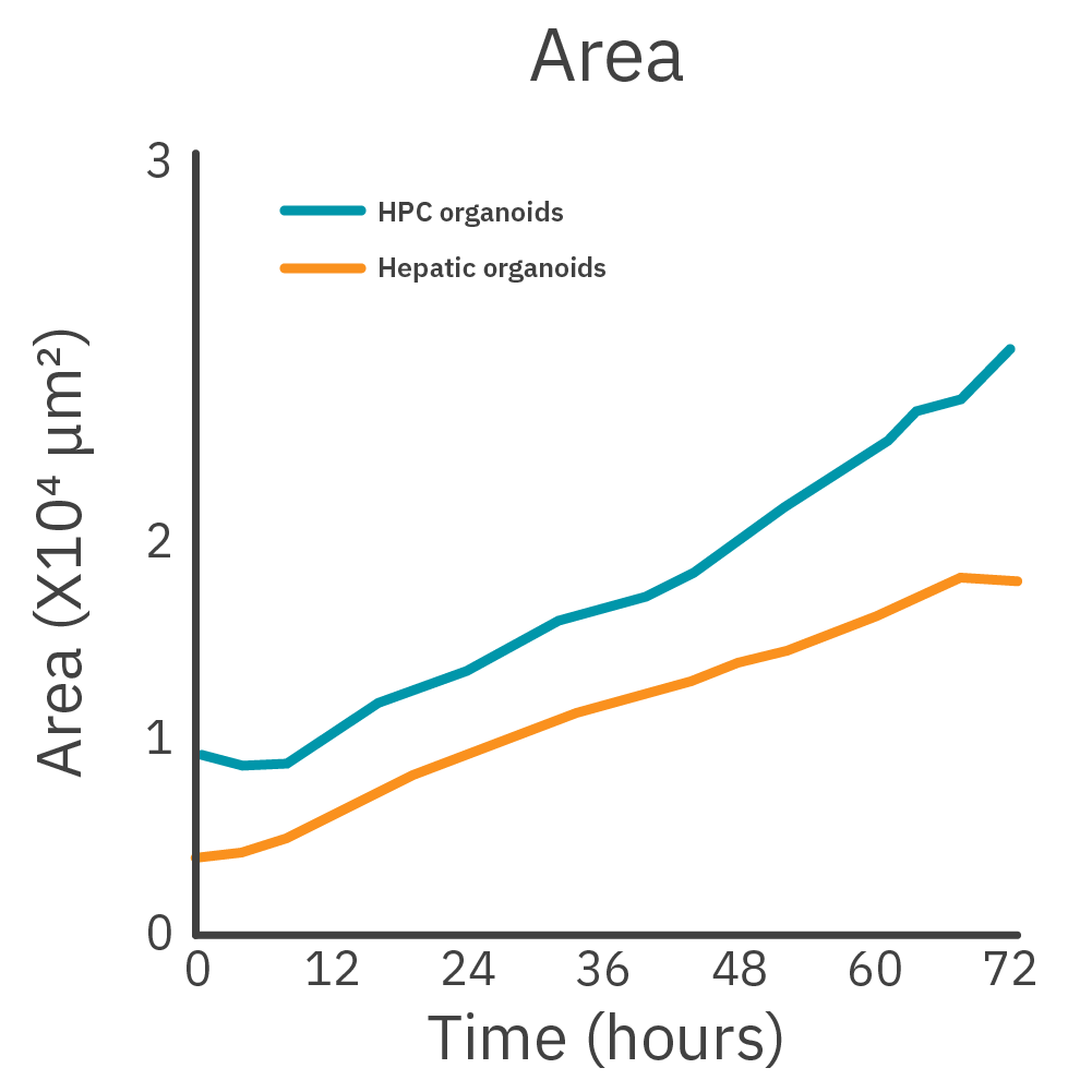 HPC and Hepatic organoids area measurements