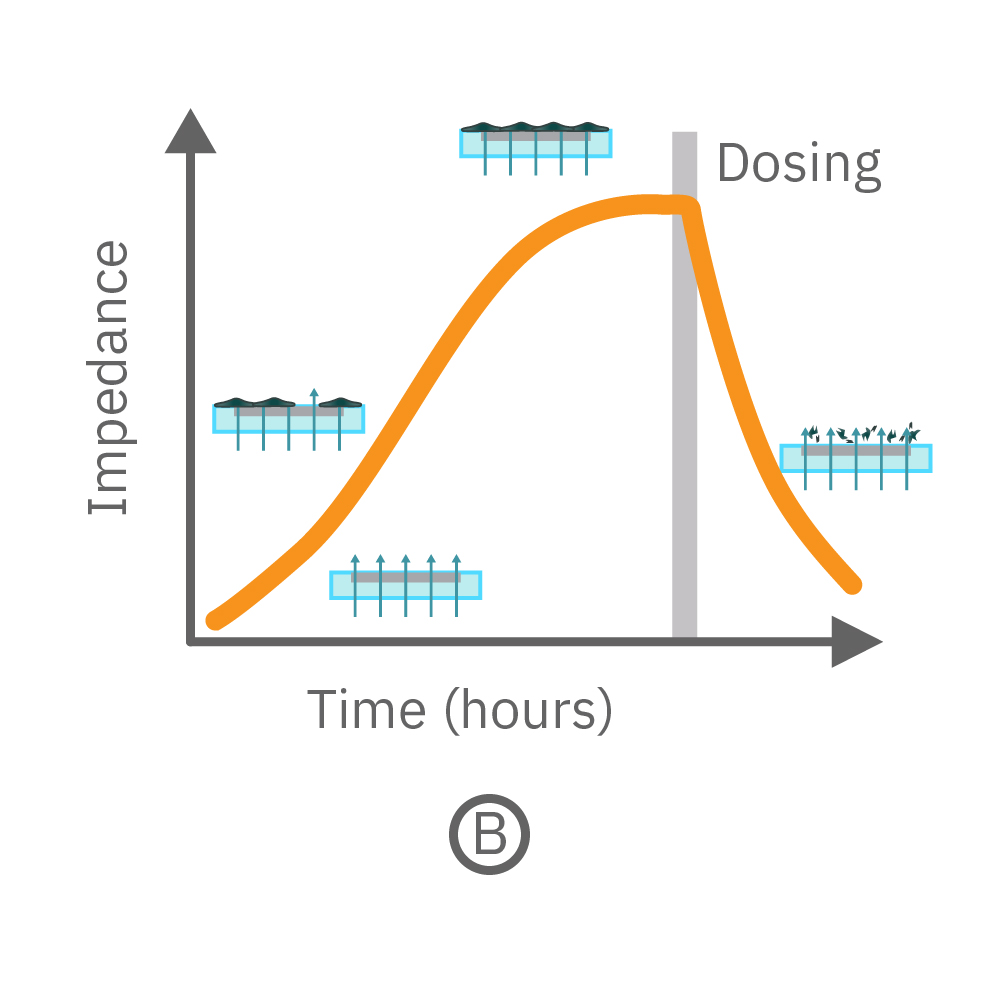 Impedance curve with dosing