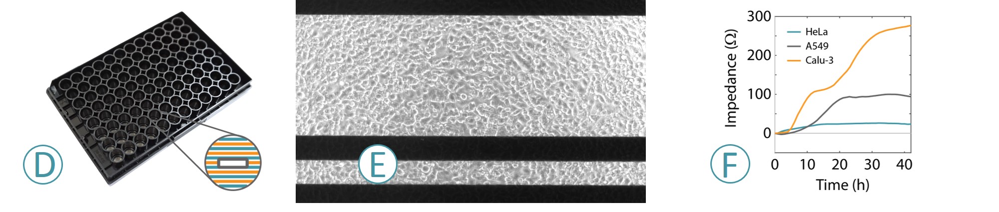 Impedance live cell analysis steps for TEER and virology
