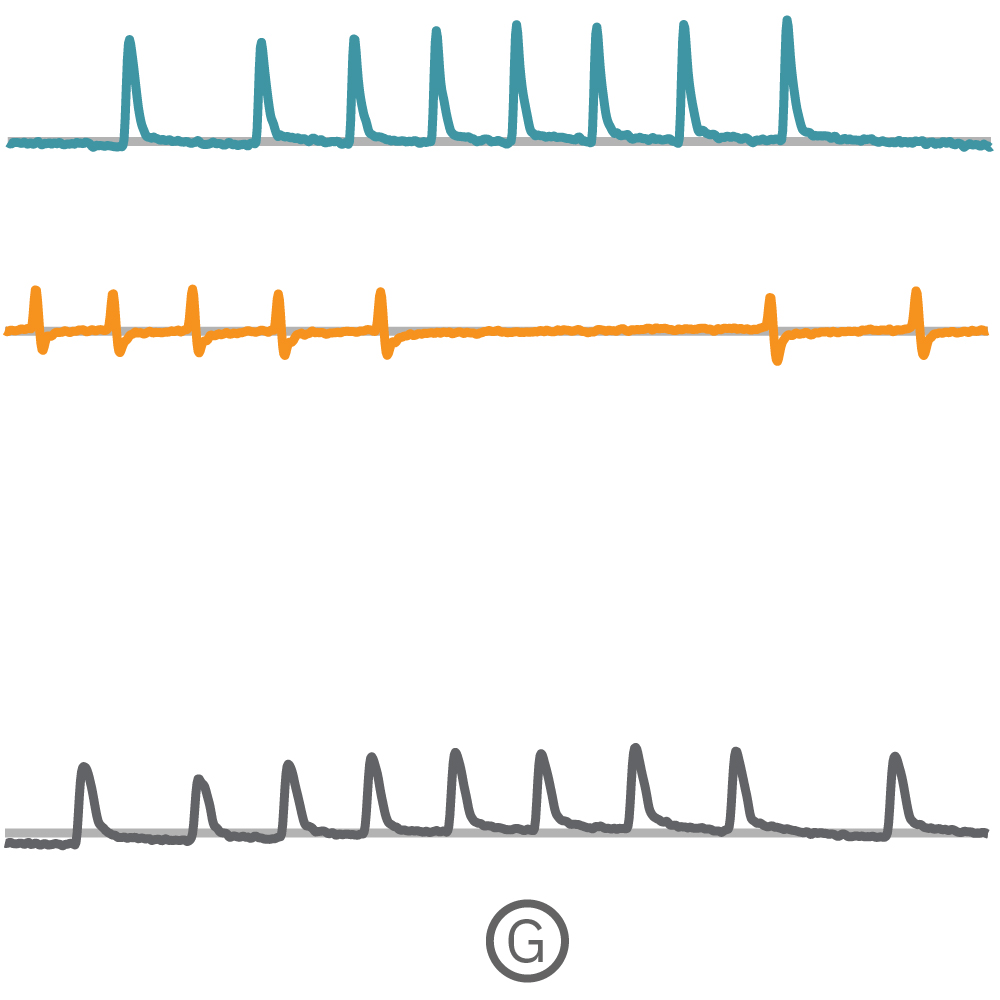 As spheroids attached, multiple independent beating cultures were readily distringuished by using array-based contractility