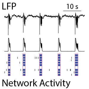 LFP network and raster plot