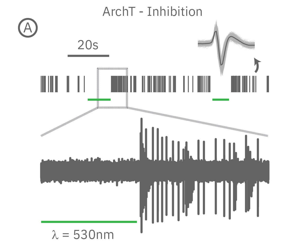 Optgenetics pacing of cells