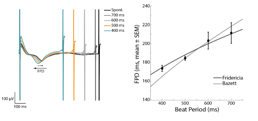 Field potential recordings from Lumos MEA