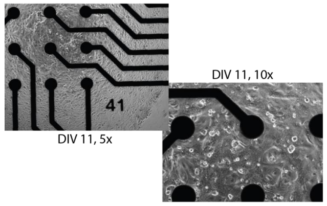 Cells cultured on Lumos MEA (multielectrode array) well bottom.