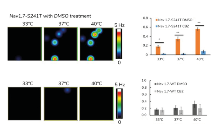 MEA recordings from pain neurons