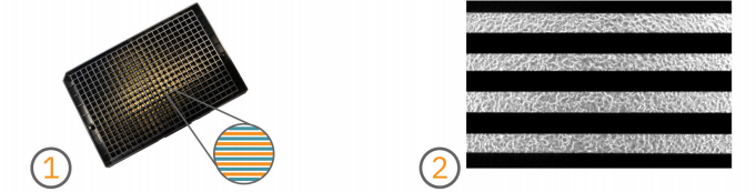 Maestro ZHT live cell analysis plates with cells