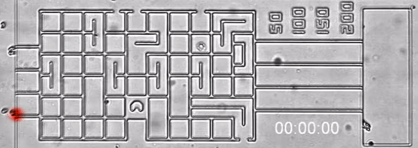 Microfluidics Maze