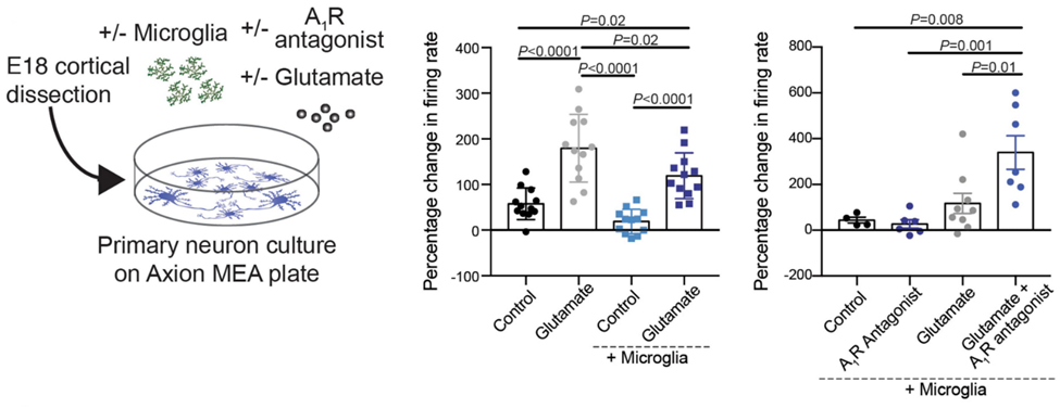 microglial regulation of neural activity