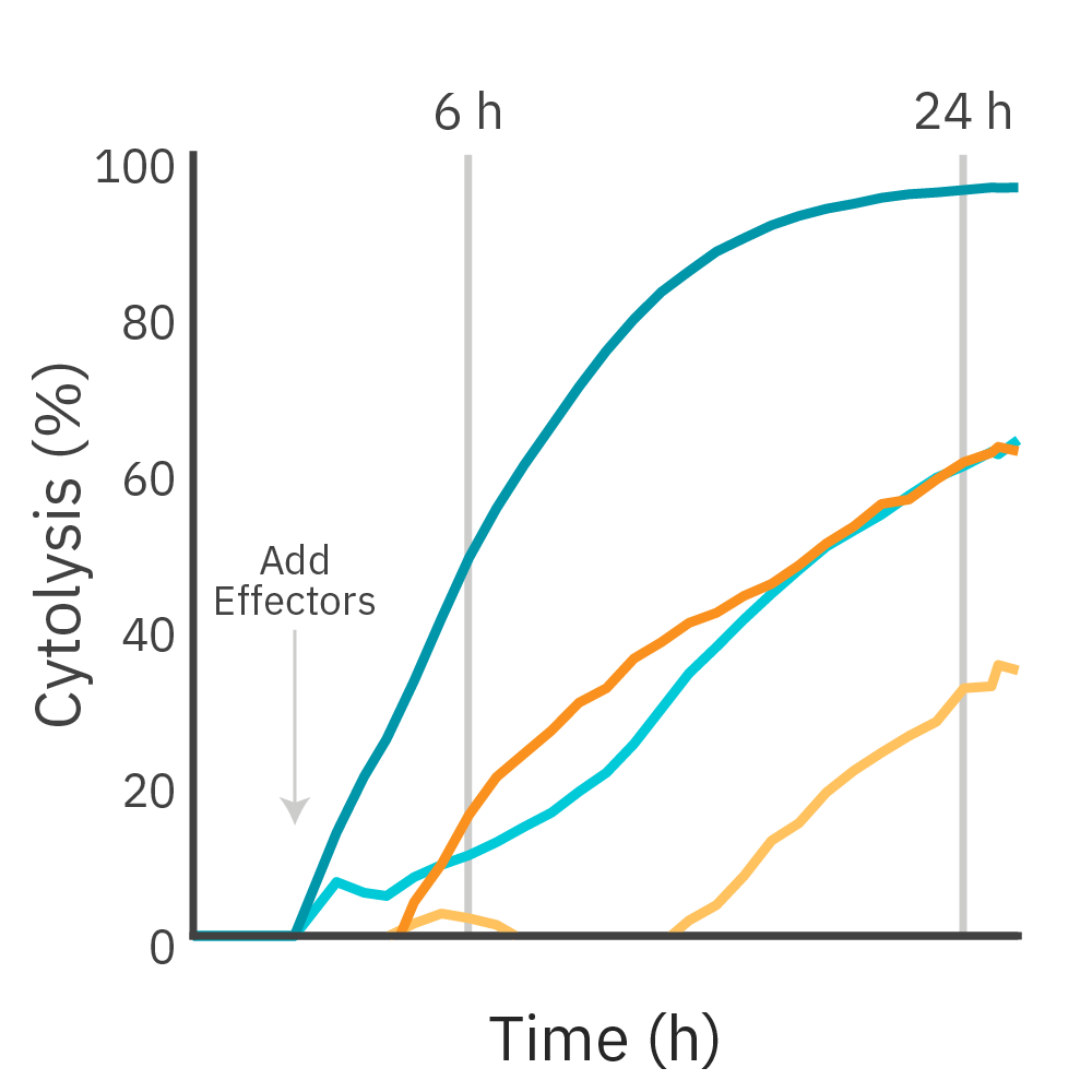 CAR T cell-mediated killing of SKOV3 and MCF7 cells expressing different levels of HER2 antigen.