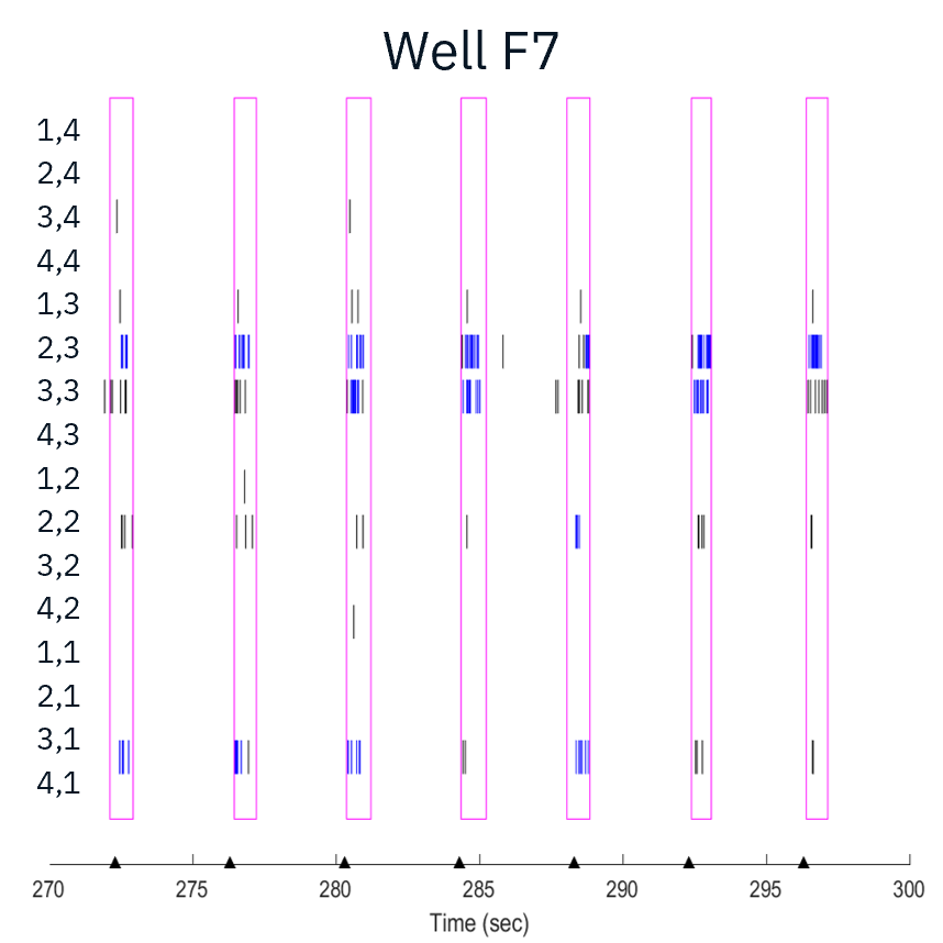 Channel rhodopsin (ChR2) expressing motor neurons were cocultured with skeletal myotubes