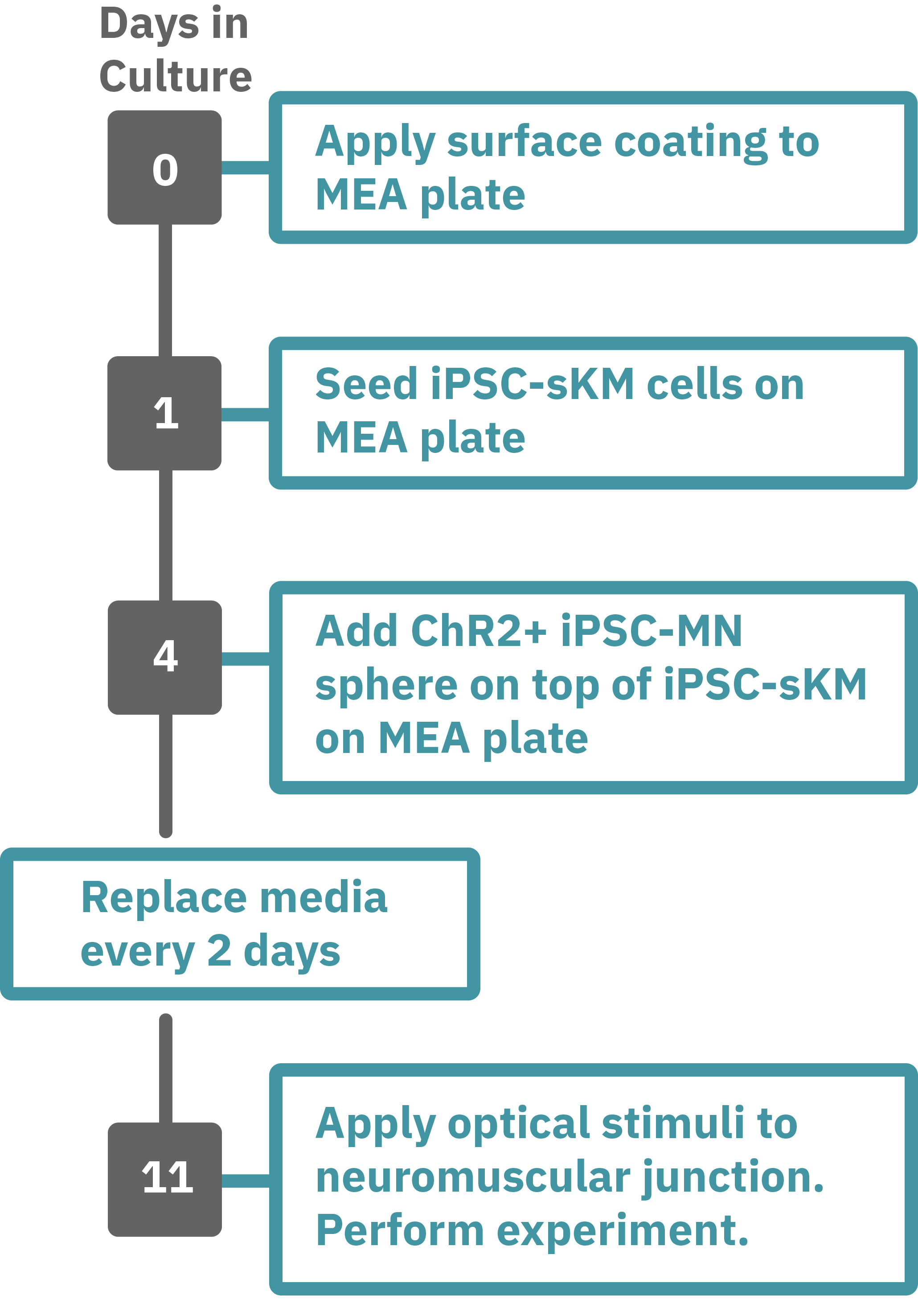 NMJ protocol