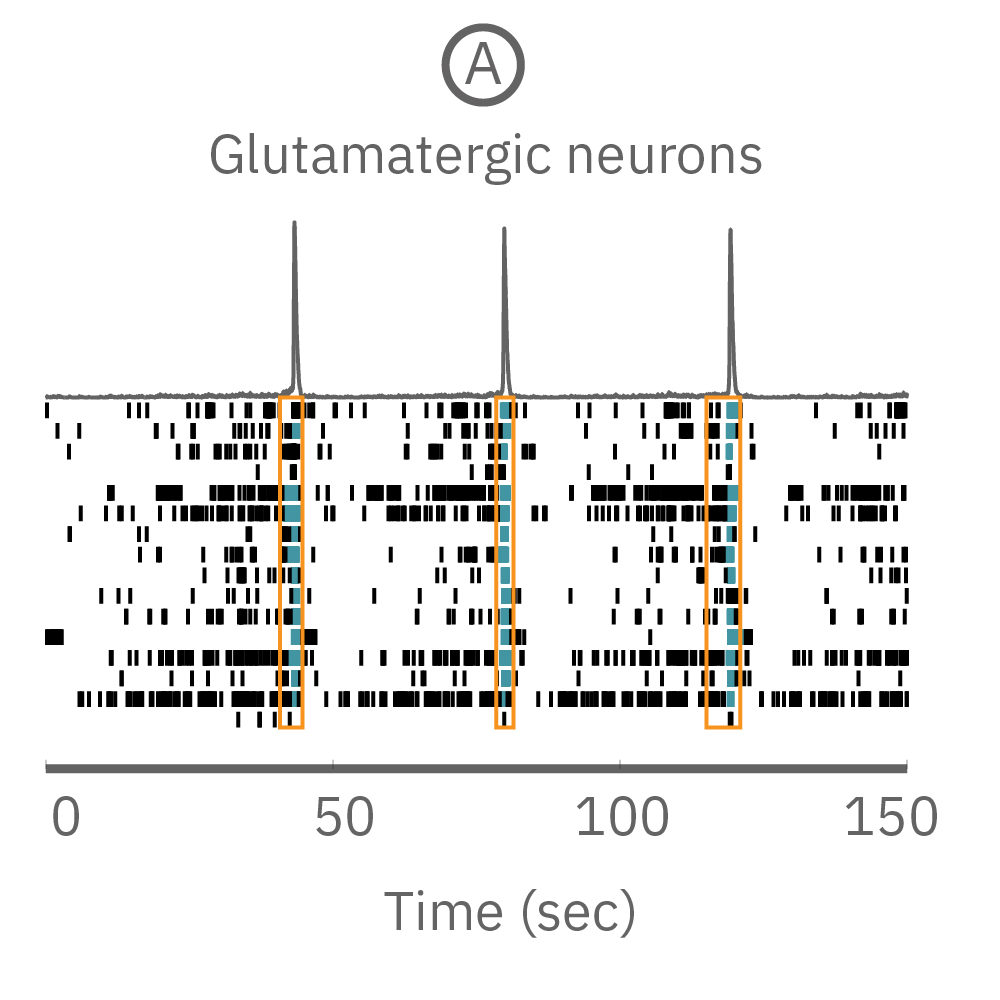 Neural co-culture raster plot from MEA system