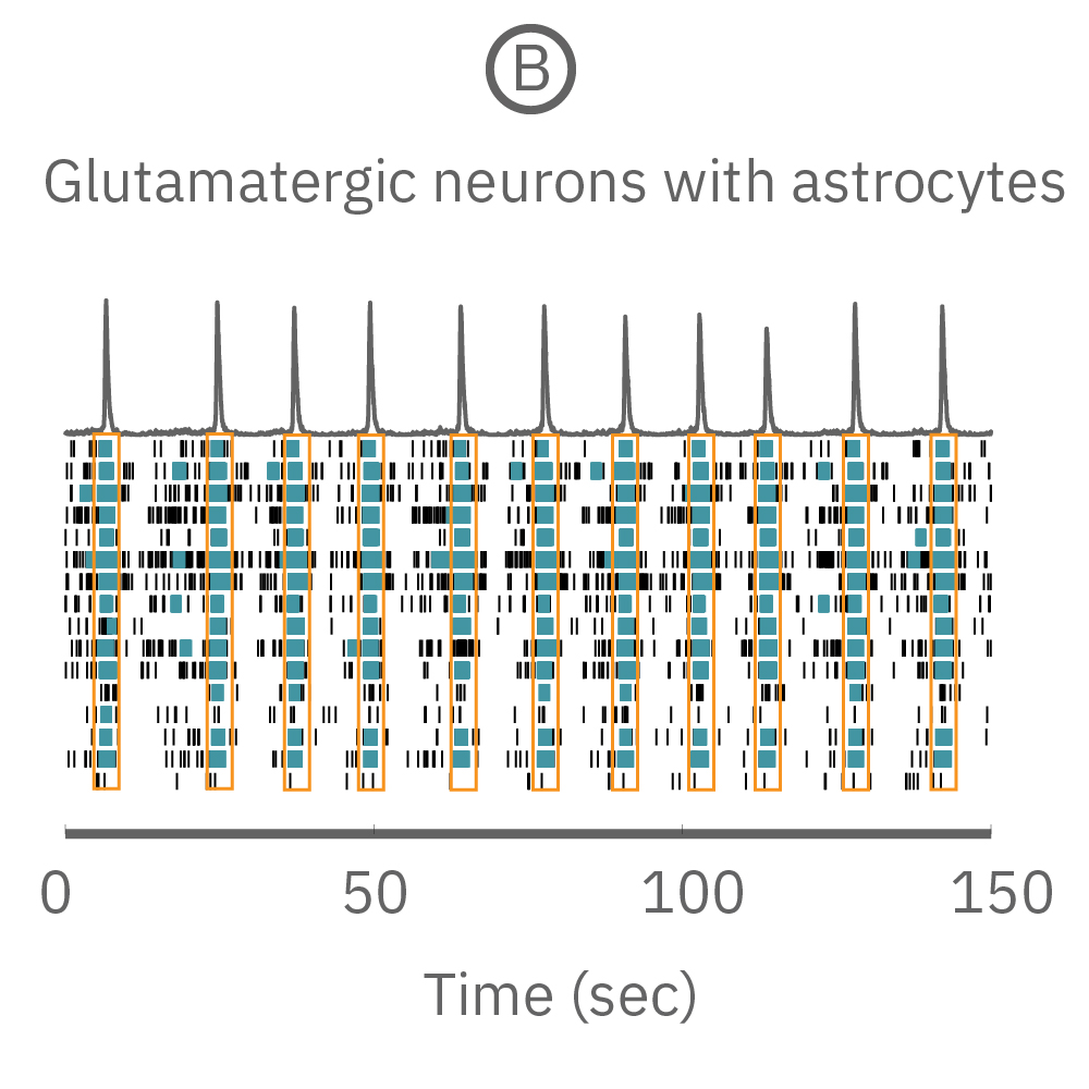 Neural co-culture activity in raster plot from Maestro MEA