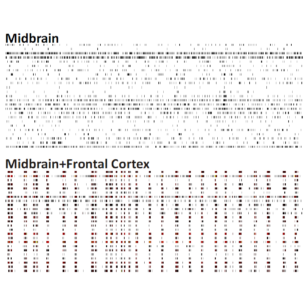 Network spike train patterns of midbrain and frontal cortex specific primary cell cultures from embryonic murine tissue