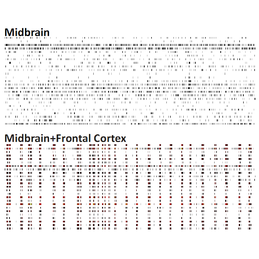 Network spike train patterns of midbrain and frontal cortex specific primary cell cutlures from embryonic murine tissue