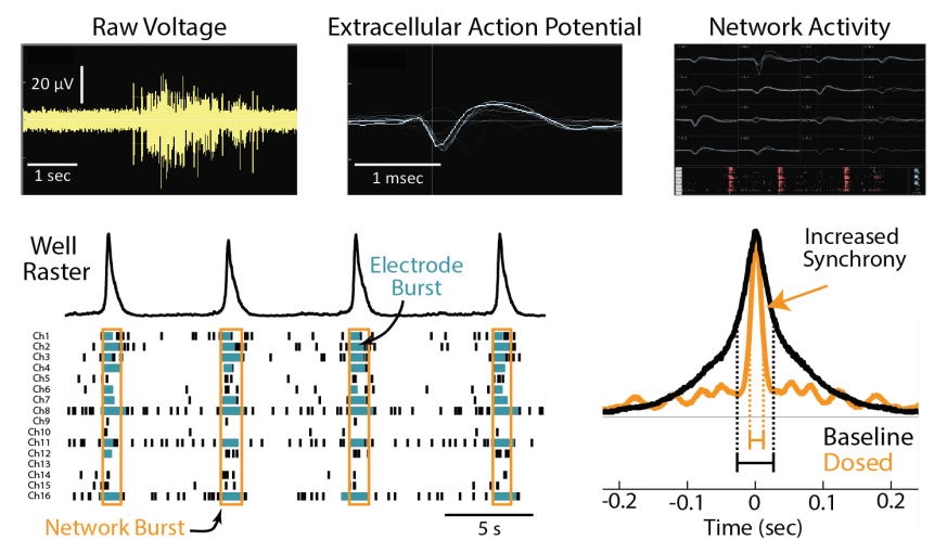 Synchronous bursting of the neurons can be detected with raster plots