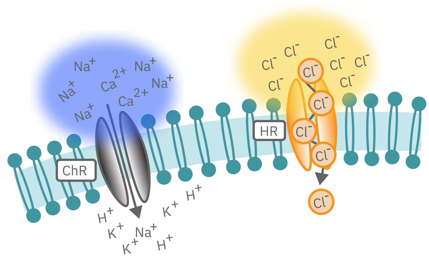 Electrical recording during optogenetic inhibition of