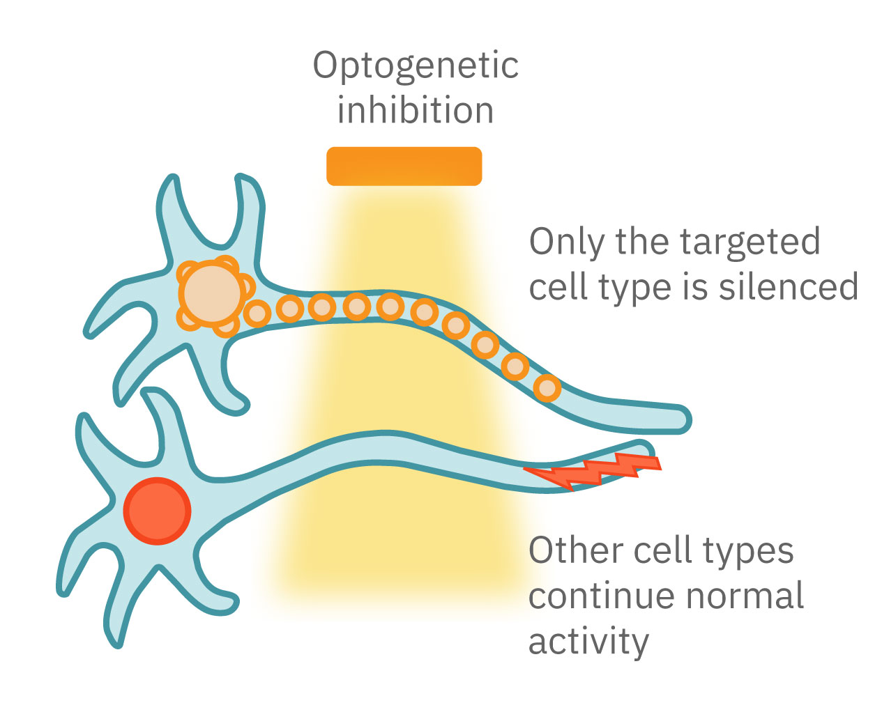 Optogenetic silencing of target cell