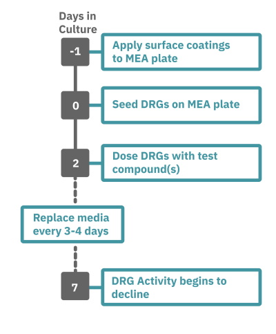 DRG neurons for pain assay protocol steps on multiwell MEA system