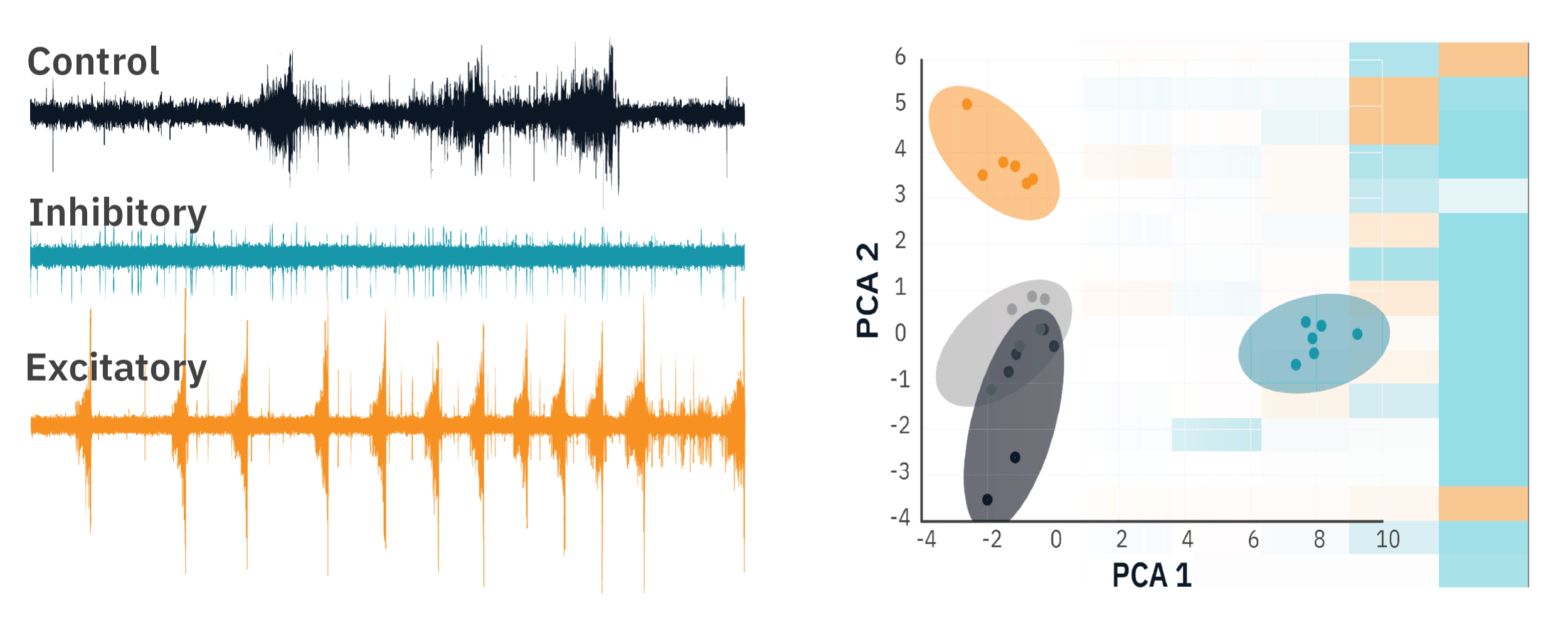 Neural Activity | Axion Biosystems
