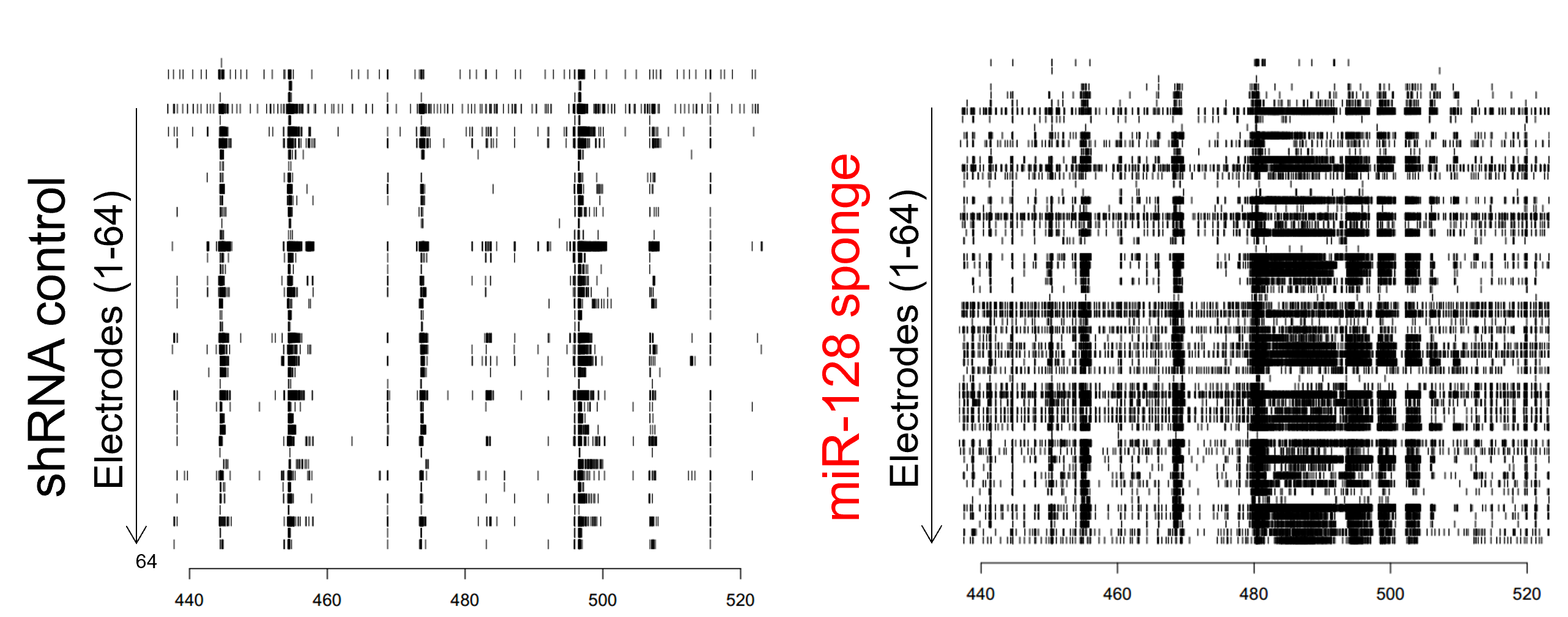 Neuronal activity with suppressed and control expression of microRNA 128