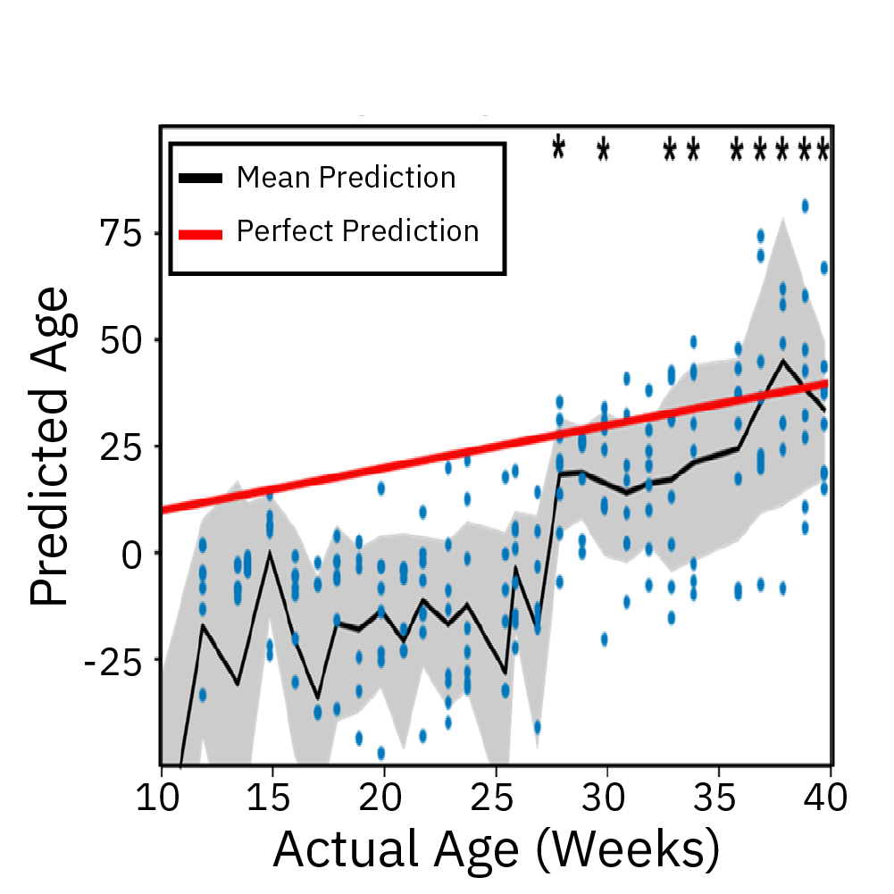 Predicted Age