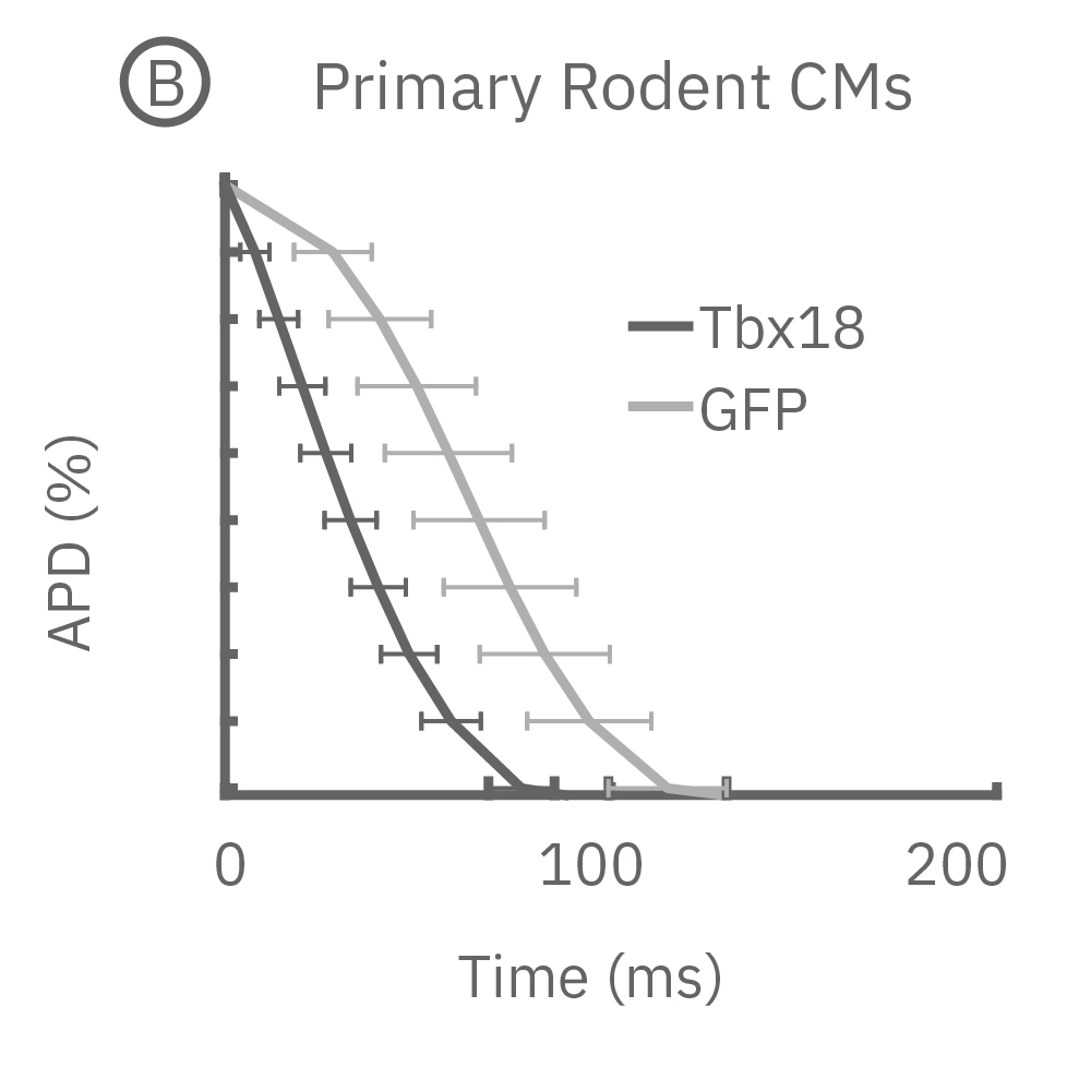 LEAP induced on primary neonatal rodent ventricular myocytes