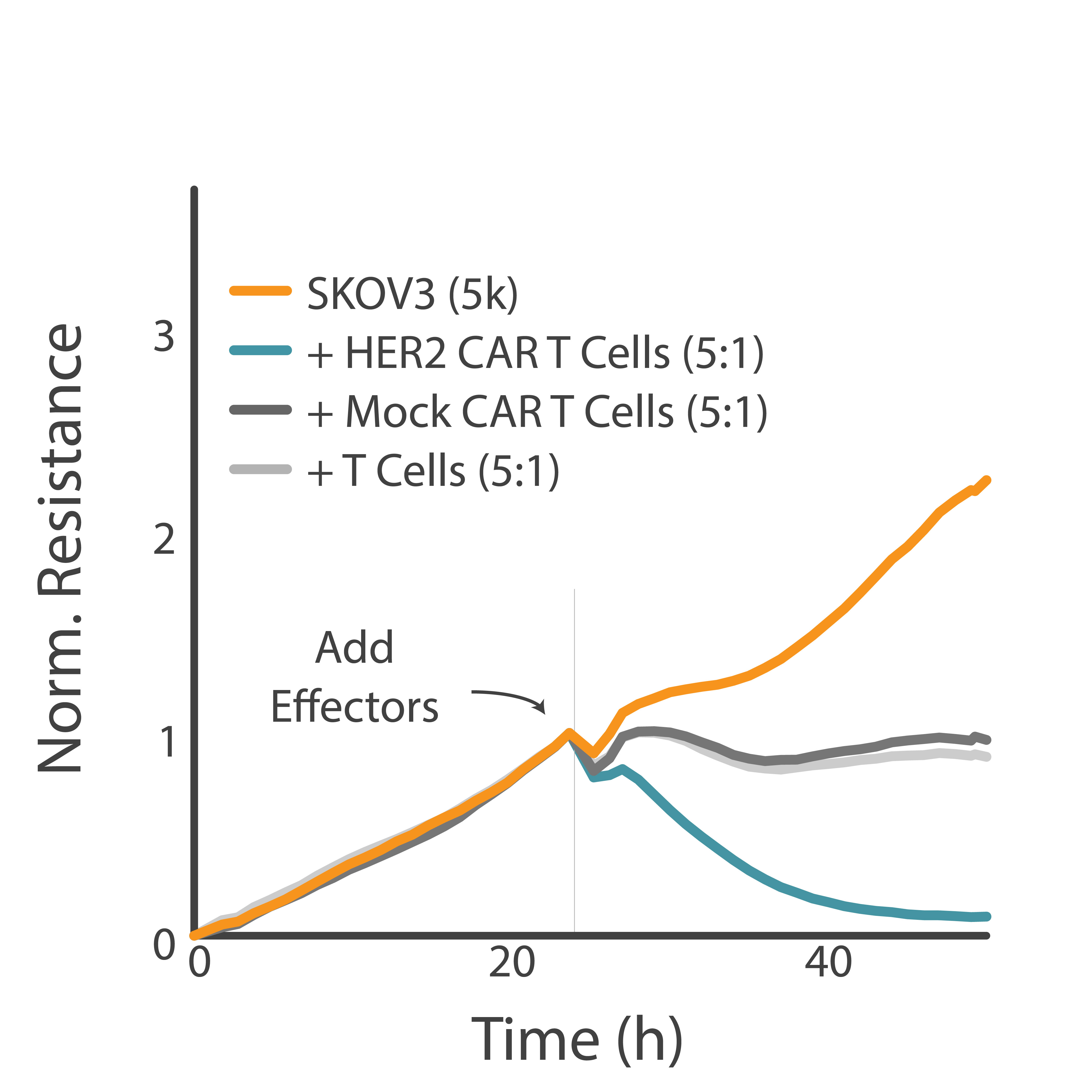 Resistance and cytolysis of target SKOV3 cancer cells by HER2-targetting CAR T cells.
