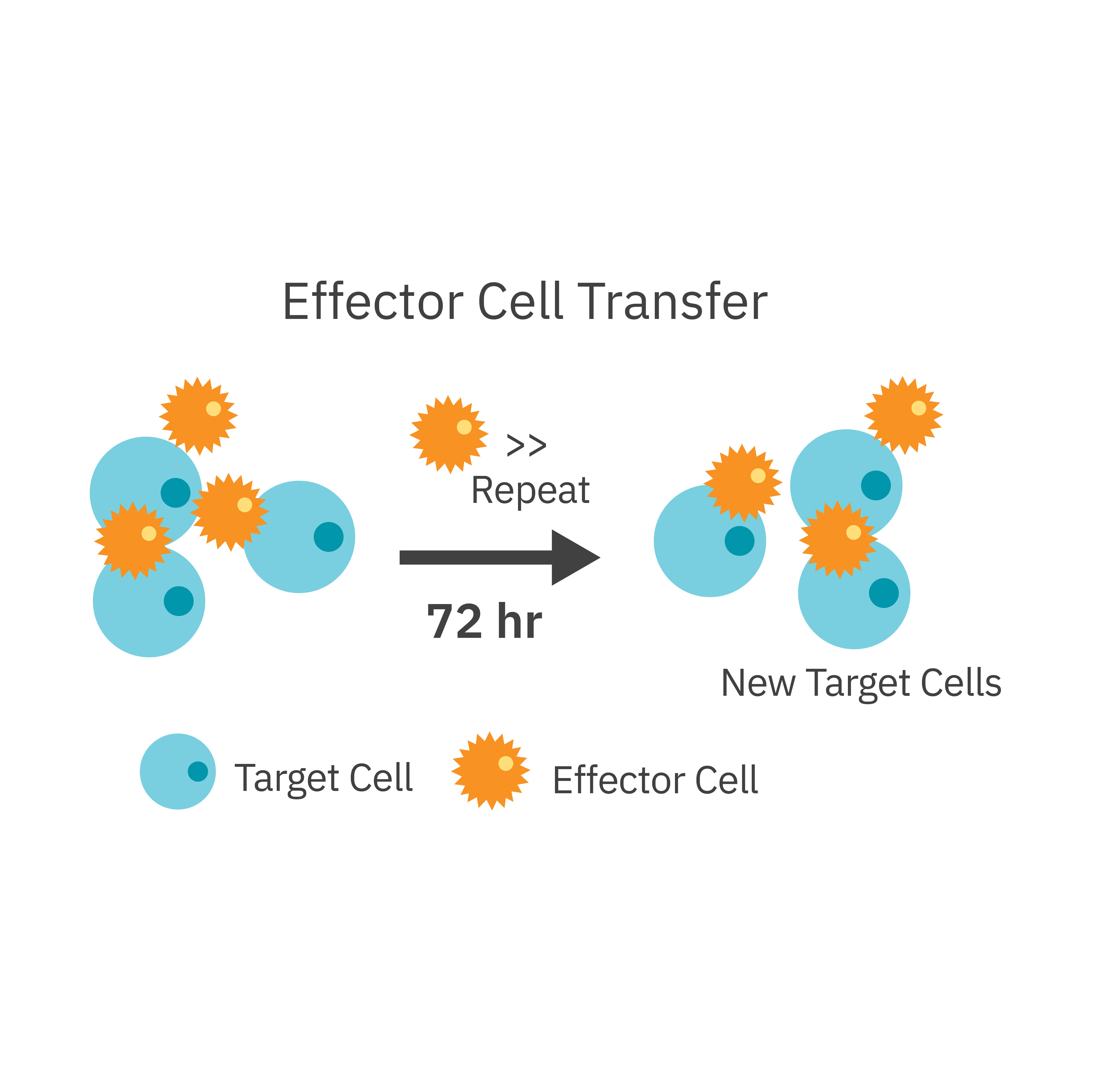 Repeated stimulation of CAR T cells with SKOV3 cancer cells. 