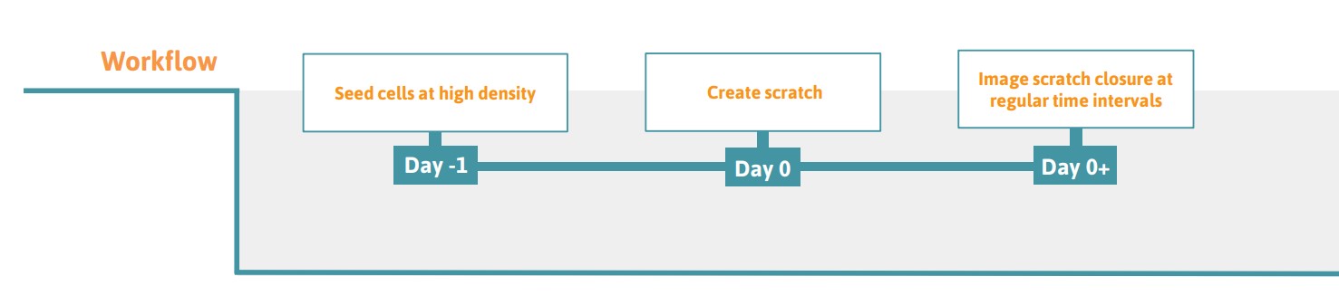 Scratch Assay Protocol Workflow