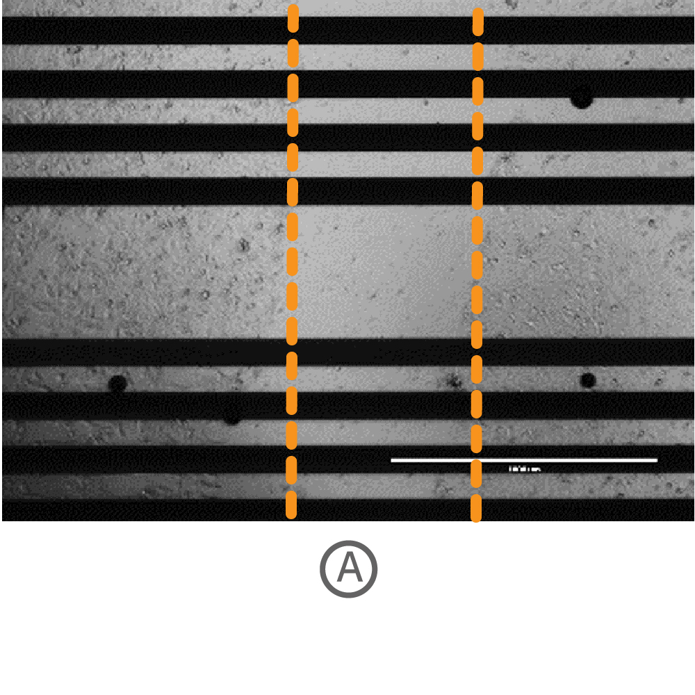 Scratch through confluent cells on plate
