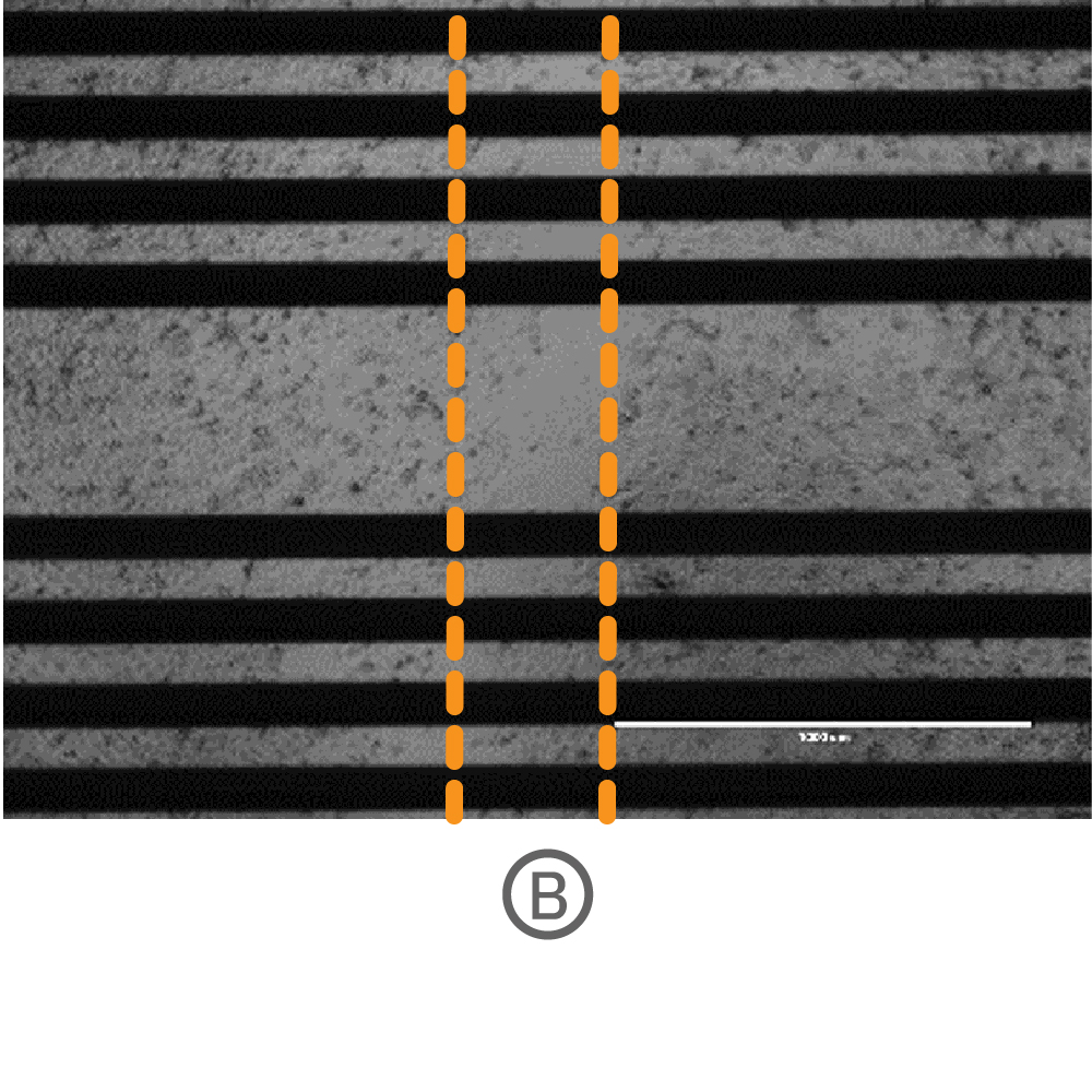 Cells migrating across scratch