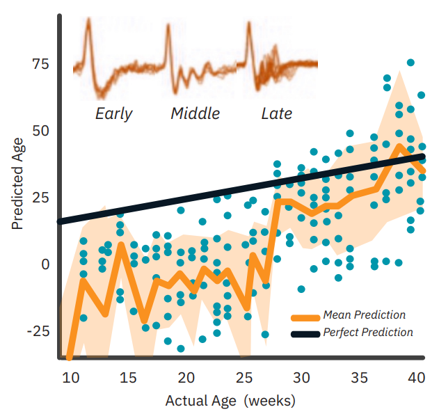 Complete organoid functional readouts