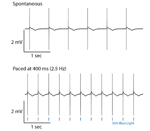 Spontaneous signals from cardiomyocytes in Lumos MEA plate compared to optical paced neurons