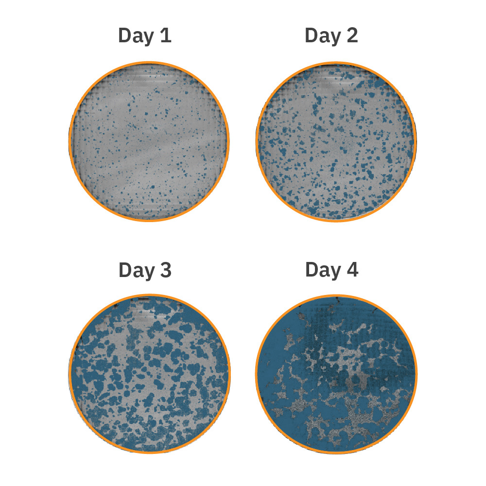 Human iPSCs were cultured in a 6-well plate