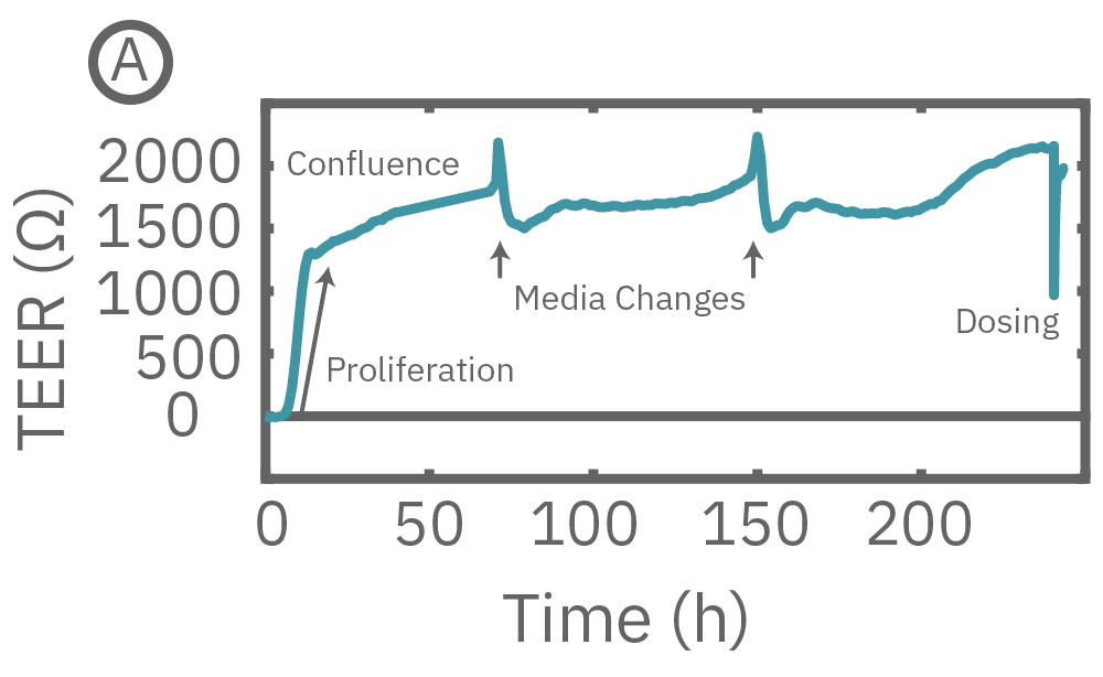 Teer increases as confluence is reached and then dips when media is changed.