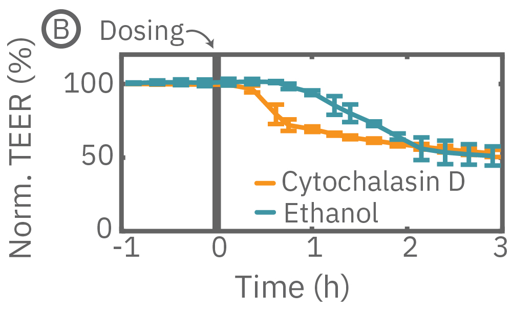 TEER is highly sensitive to transient drug-induced changes