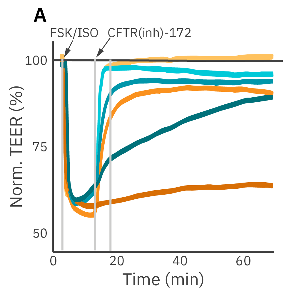 Addition of isproterenol significantly reduced TEER