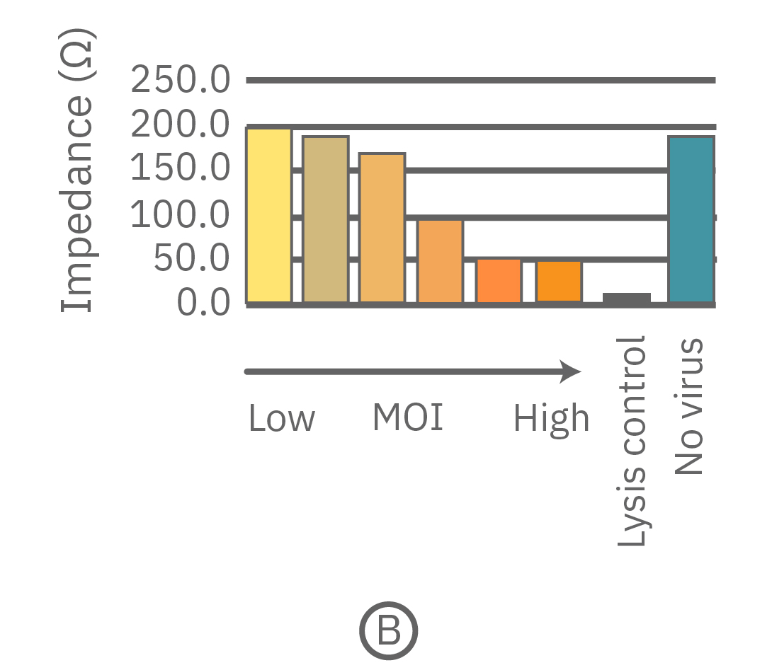 The addition of SARS-CoV-2 virus resutled in increase cell death in infected cells that correlated with increasing virus concentrations.