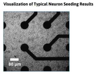 Vissualization of typical neuron seeding results
