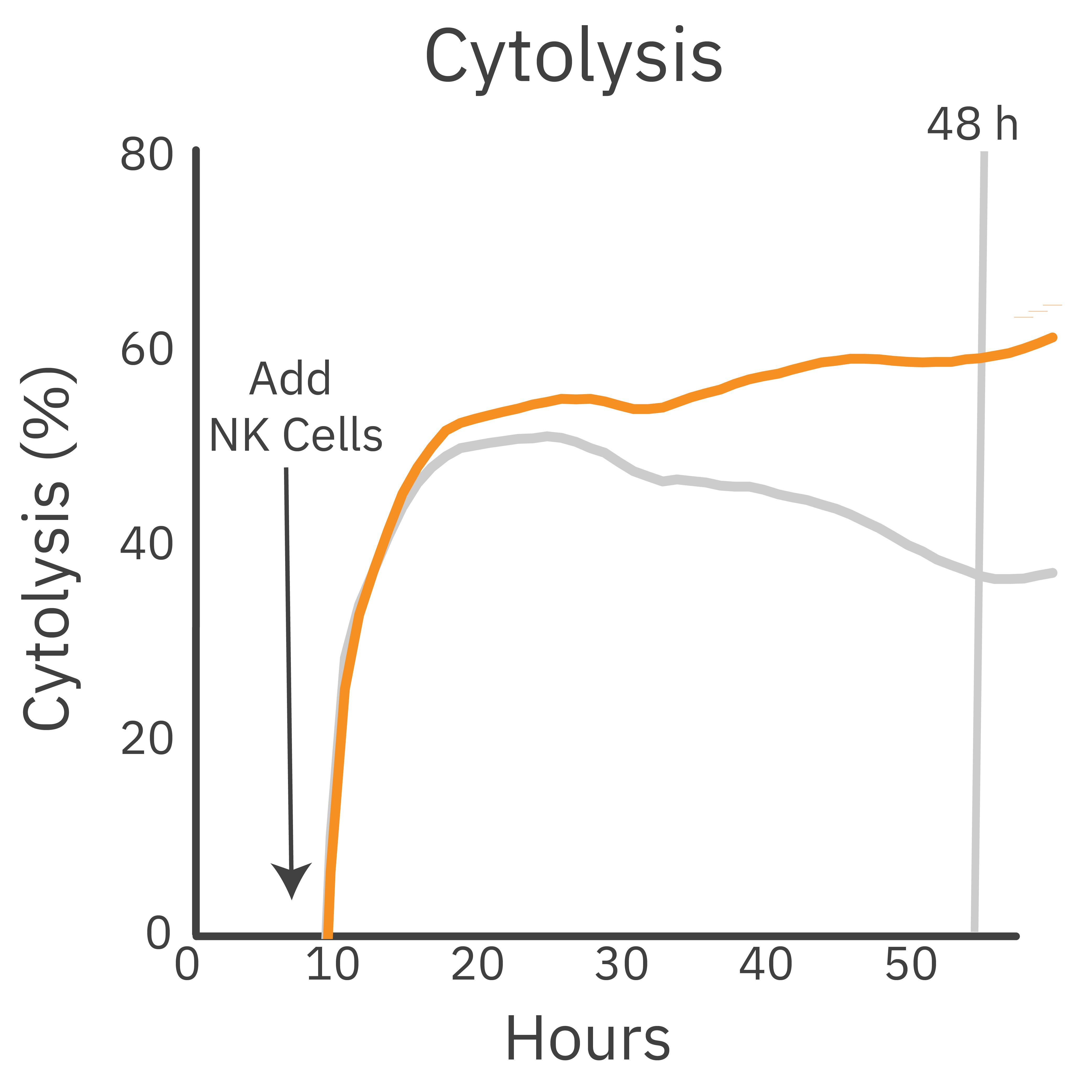 Trastuzumab promotes antibody-dependent NK cell killing of SKOV-3 target cells.