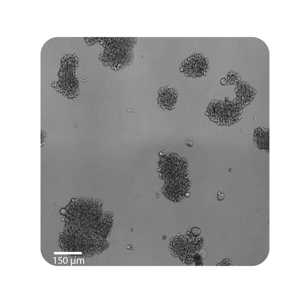 Cell Proliferation Figure 2A Plate Well