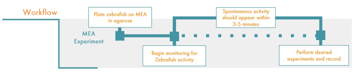 Zebrafish protocol workflow