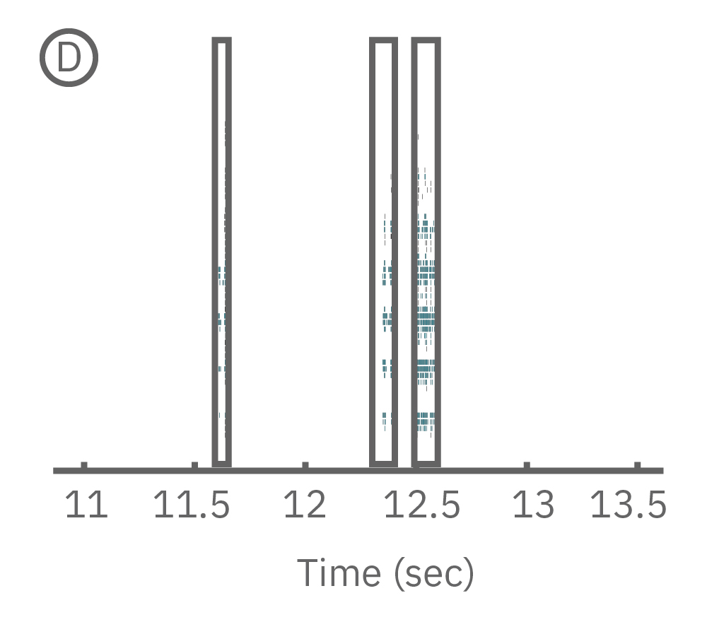 Well-wide raster plot demonstrates zebrafish spinal cord activity is organized into synchronous bursts.